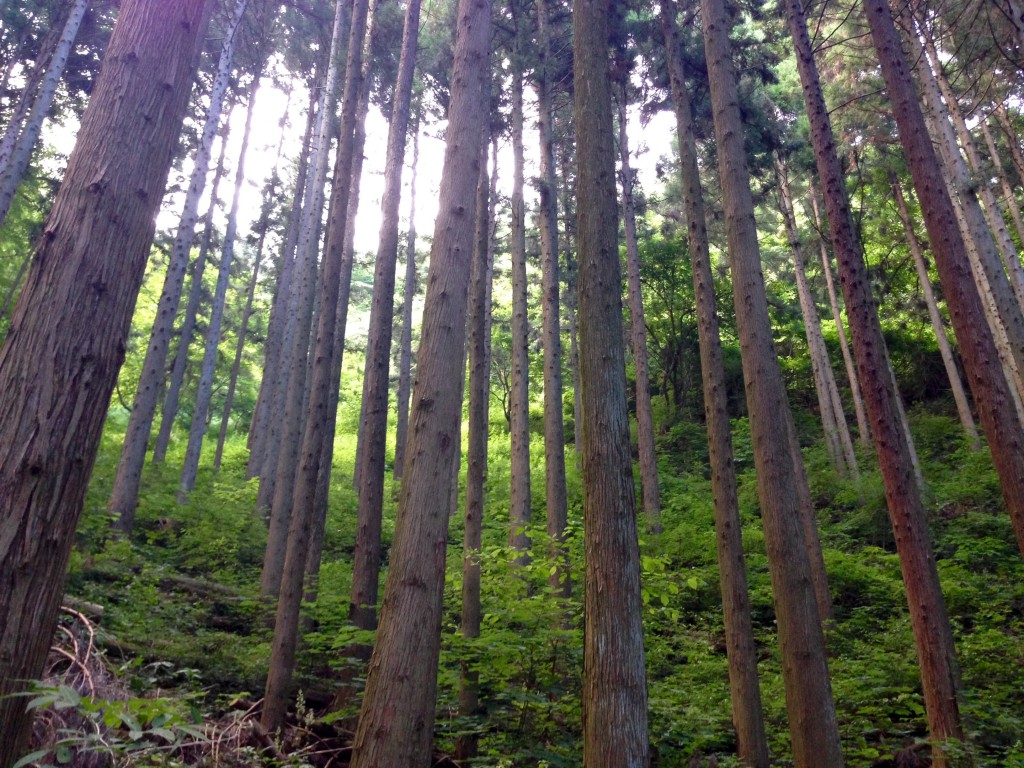奥多摩 御岳山
