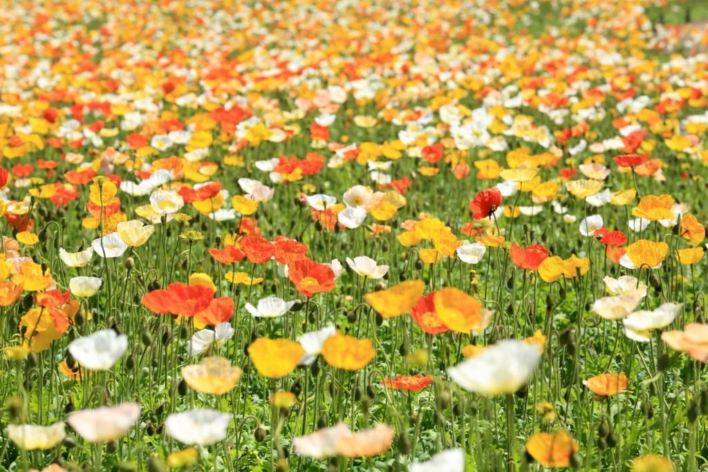 ポピー 花畑