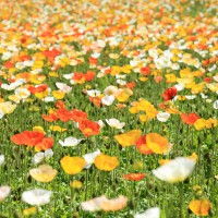 ポピー 花畑