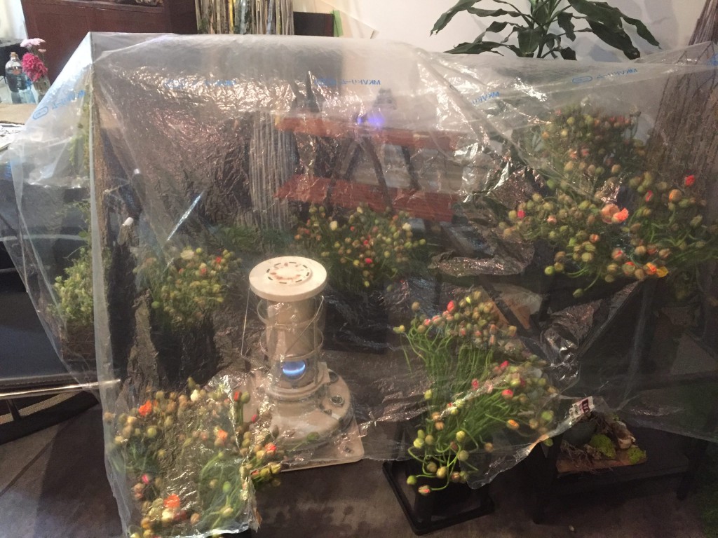 ポピーの開花調整